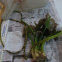 2-10spatterdock no flower from large rhizome